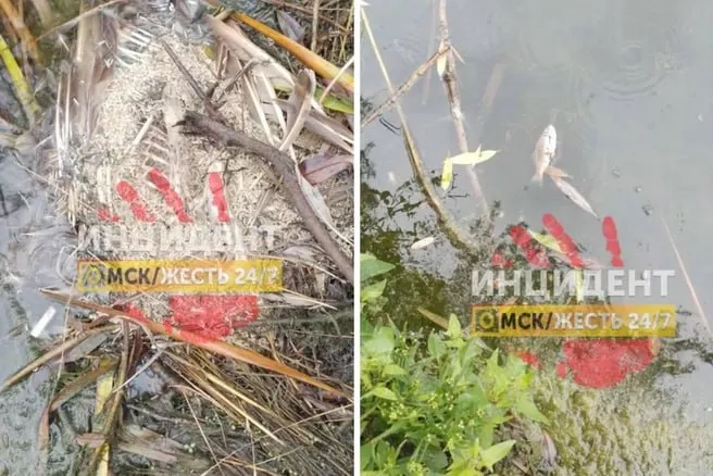 Мёртвые утки и рыба найдены в озере; вода покрыта маслянистой плёнкой и пахнет странно. Администрация округа пообещала комментарий после подачи официального запроса. Следите за обновлениями.