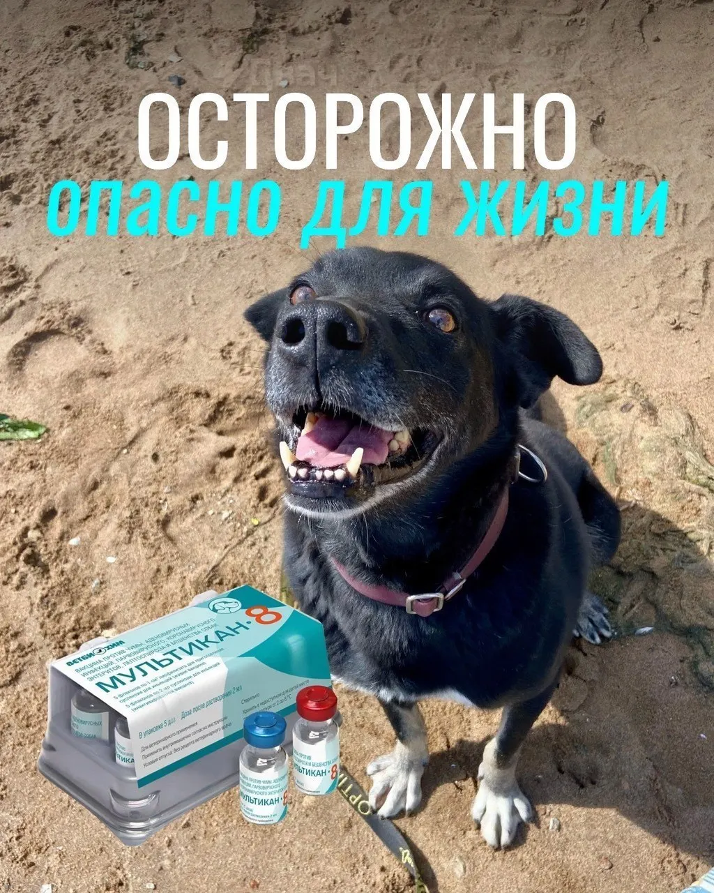 У некоторых питомцев после прививки возникали тяжёлые осложнения: судороги, рвота с кровью, диарея, высокая температура и отёки; часть животных погибла, другим пришлось прибегнуть к эвтаназии. Расследование продолжается; подтверждений причинной связи пока нет.