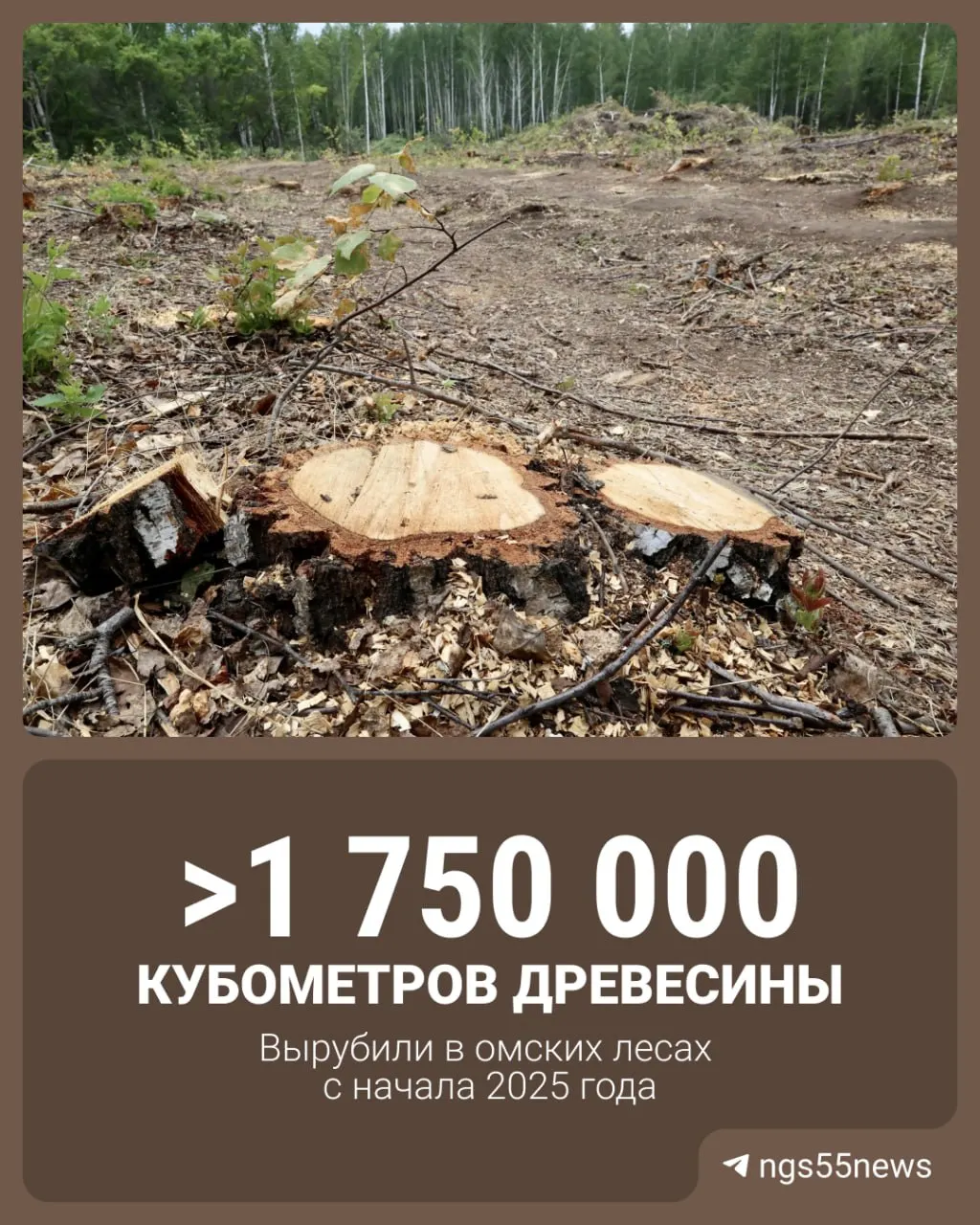 За период заготовки древесины площадь лесных работ достигла около 14 тысяч гектаров; лидировали Муромцевский, Тарский и Седельниковский районы. За прошлый год подписано свыше 10,5 тысячи договоров на легальную вырубку, за первое полугодие 2026 года — около 4,7 тысячи.