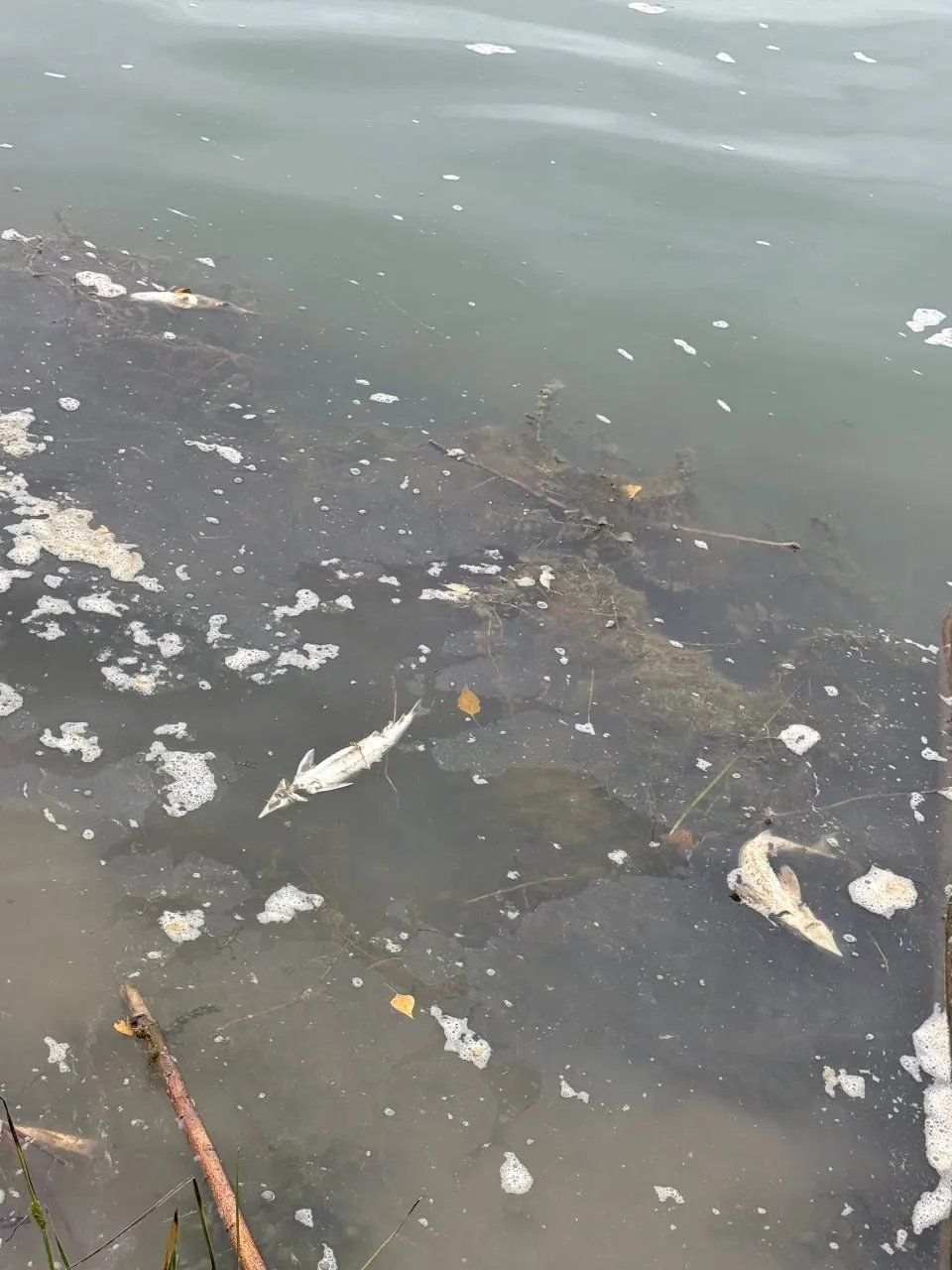 В Иртыше возле Омска зафиксирована гибель значительного числа рыбы; вода покрылась пеной, специалисты ищут источник загрязнения и оценивают ущерб экосистеме.