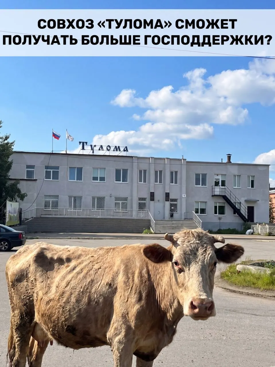 Правила получения субсидий для молочного животноводства расширили: теперь поддержку смогут получать хозяйства с долей госили муниципальной собственности свыше 25%. Для Мурманской области это может иметь большое значение на фоне проблем на отдельных предприятиях.
