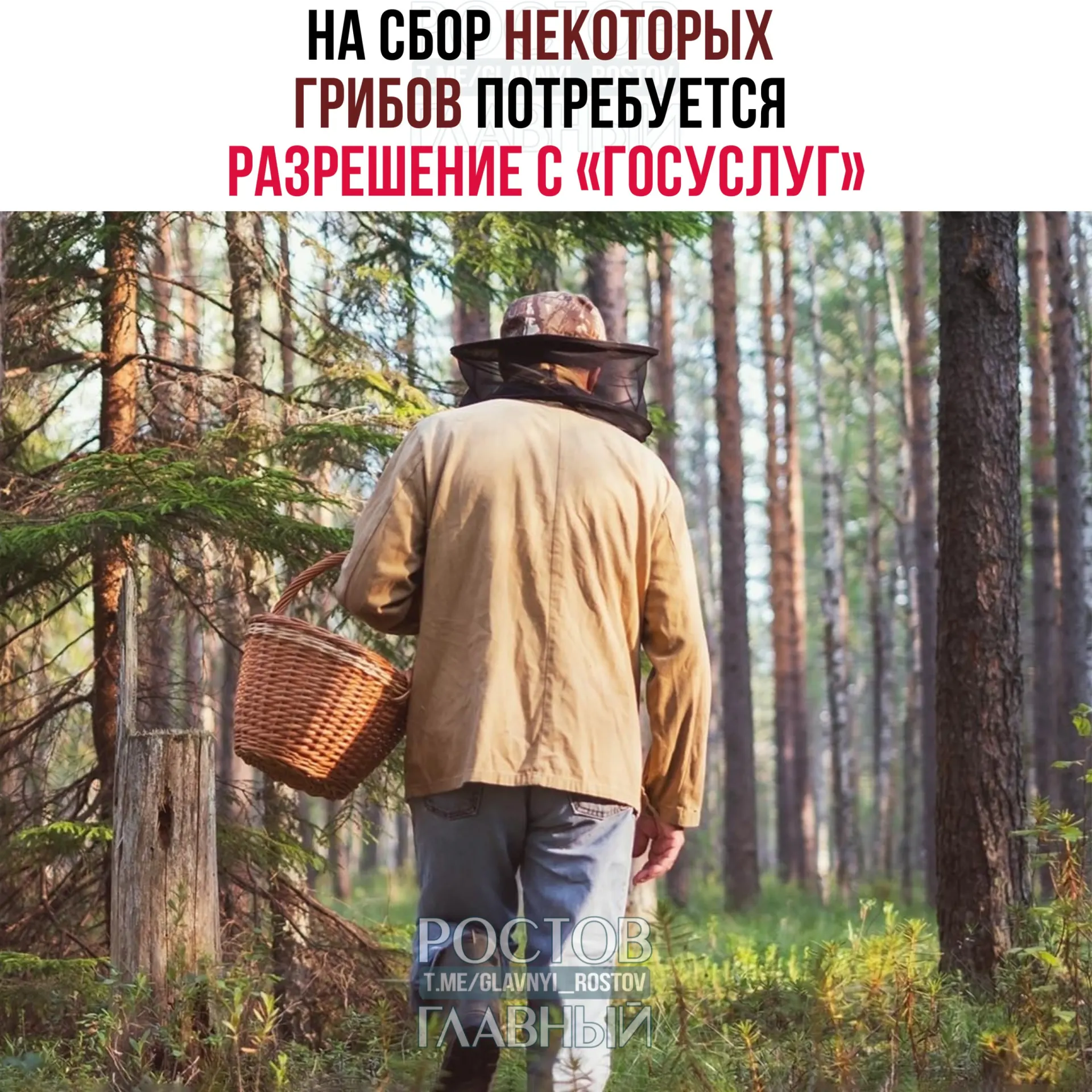 Сбор отдельных редких грибов будет возможен только при наличии разрешения, оформляемого через портал «Госуслуги». Заявки будут рассматривать в течение 15 дней; за сбор краснокнижных видов без документа наступает уголовная ответственность.