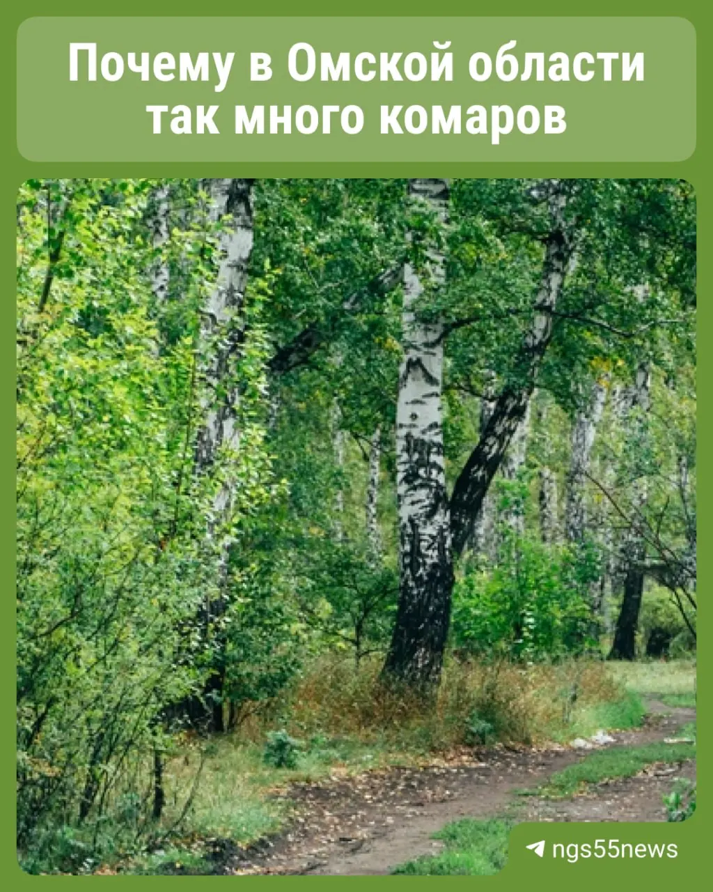 Жители Омска жалуются на обилие комаров даже в городской черте. Эксперт объясняет: главные причины — большое число личинок в водоёмах и тёплая весенняя погода.