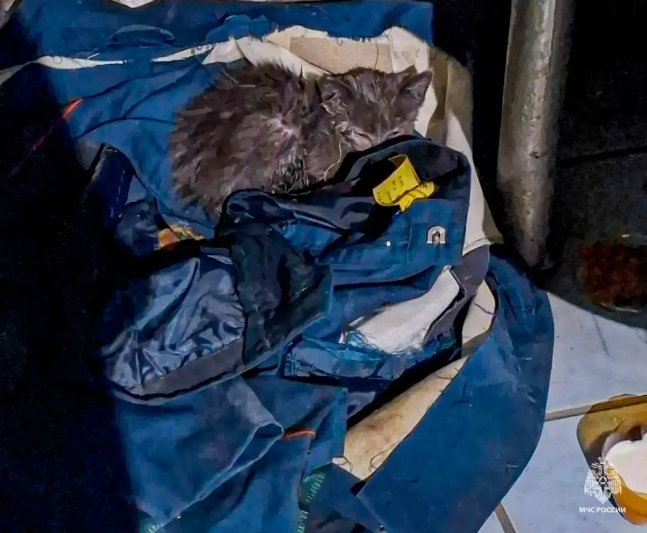 14 июня в одном из цехов Омска пожарные нашли и вывели на улицу маленького серого котёнка. Его оказали помощь, и один из спасателей забрал животное домой.