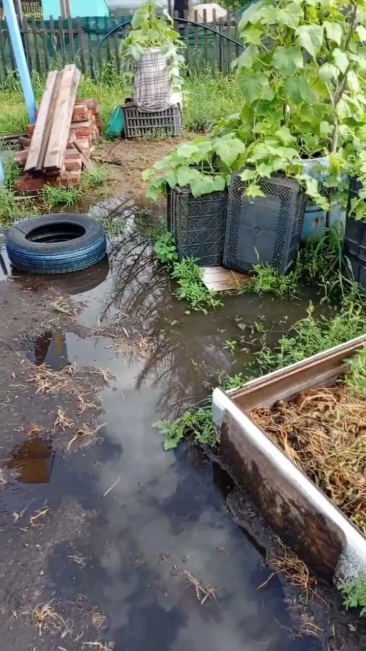В СНТ «Текстильщик-2» после дождя грядки оказались под водой: дачники говорят, что дренажные канавы не справляются, хотя власти накануне сообщали об осушении территории.