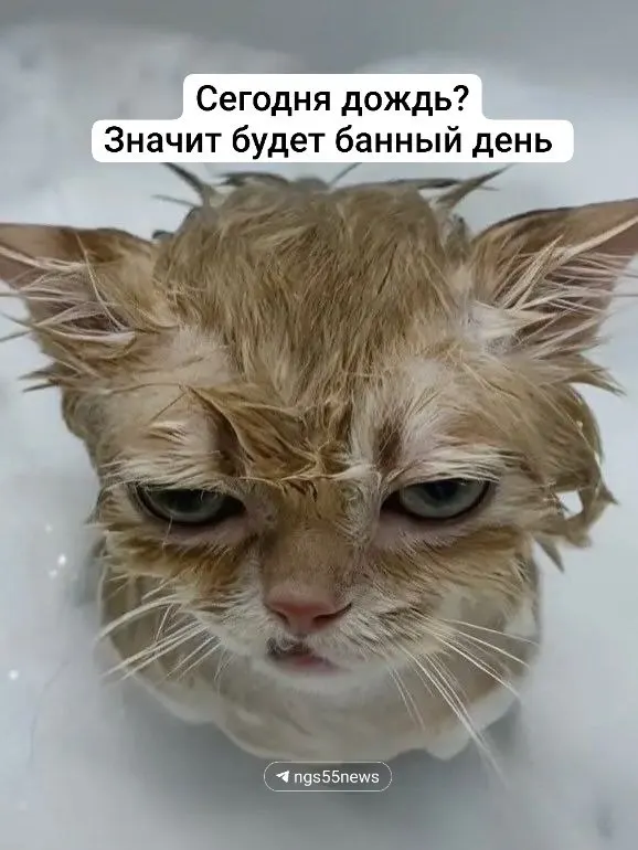 После аварий и плановых отключений в нескольких районах Омска дома остаются без горячей воды. Коммунальщики называют разные сроки ремонта, горожане возмущены задержками и отсутствием предупреждений.