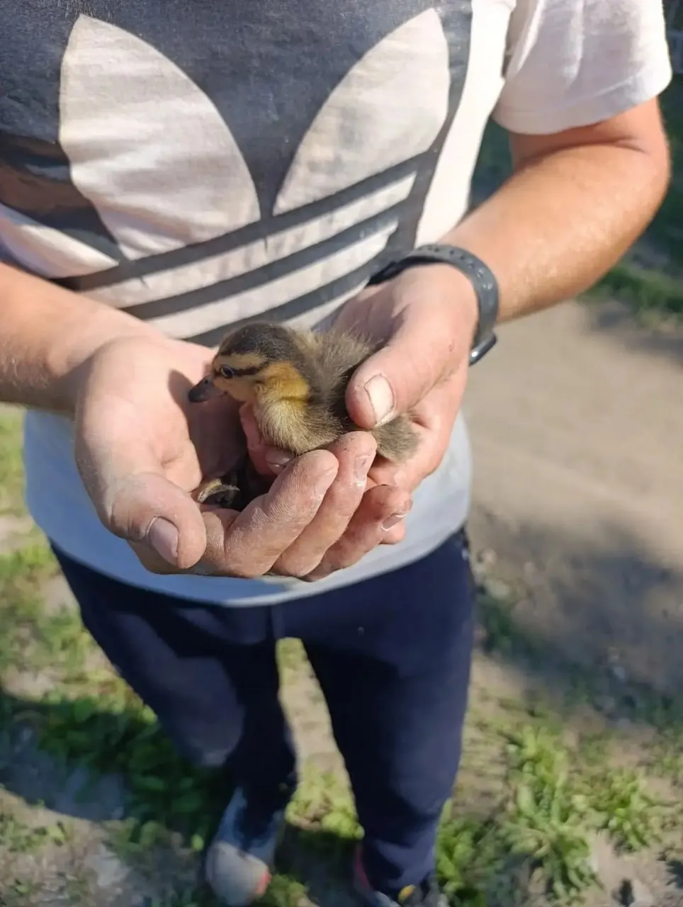 Омичка сообщила о диких утятах в ливнёвке на Красном пути; специалистов вызвали, нашли одного птенца и вернули его на водоём.