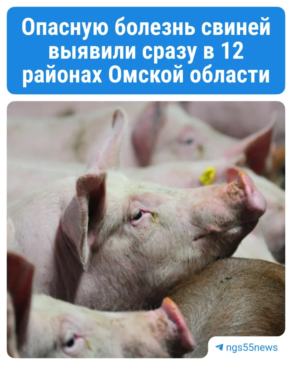 В регионе введены меры по изъятию заражённых животных в 12 районах; действует карантин на 30 дней, владельцам обещаны выплаты по рыночной стоимости.