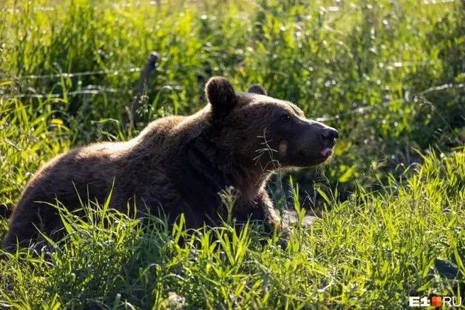 Губернатор поручил усилить охрану и оперативно реагировать на обращения жителей после участившихся случаев выхода медведей в населённые пункты.