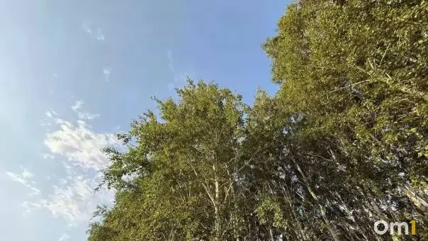 Губернатор принял участие во всероссийском совещании по популяции бурого медведя; в регионе реализуется комплекс мер по предотвращению выхода медведей к населённым пунктам.